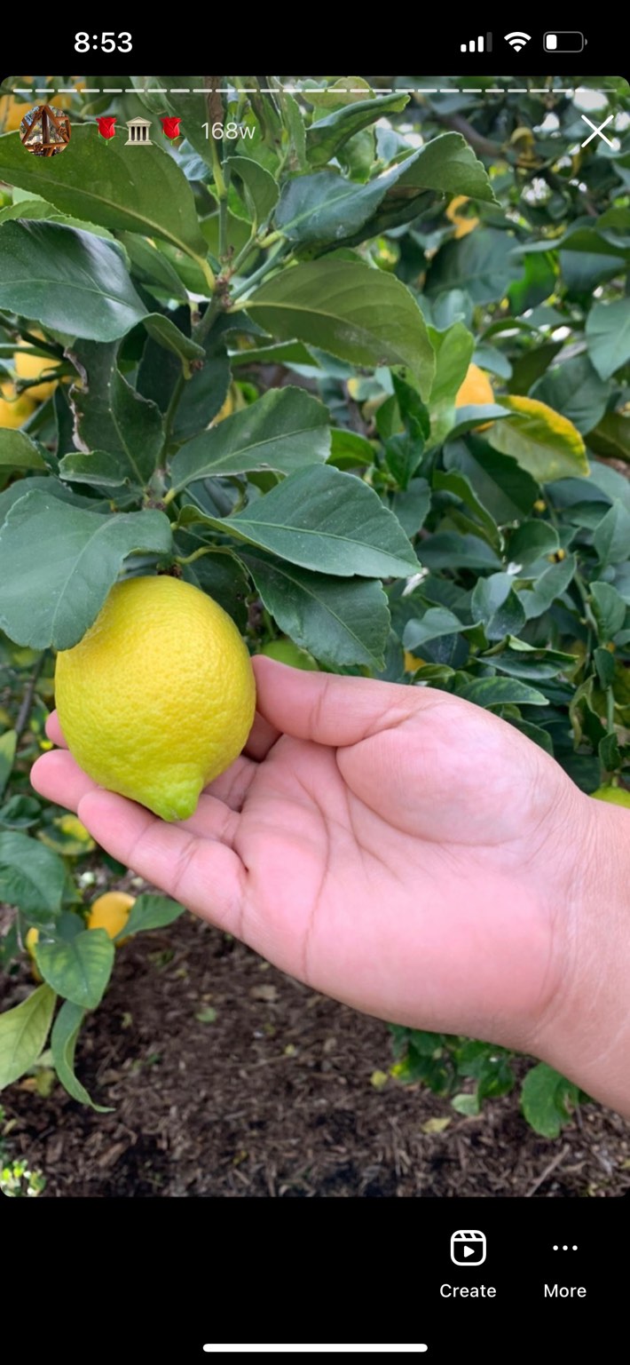 a person's hand holding a lemon on a tree